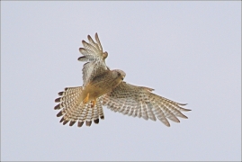 <p>POŠTOLKA OBECNÁ (Falco tinnunculus) /Common kestrel - Turmfalke/</p>